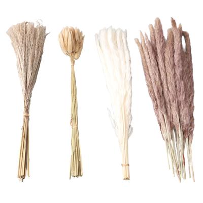 Natural Dried Pampas Grass Fluffy 15PCS White Pampas 15PCS Brown Pampas 50PCS Bunny Tail Grass