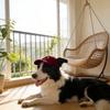 Hond Buiten Zonnehoed Baseballpet, Veelzijdige Huisdier Hoed, Katten Hoed, Koreaanse Leuke Corgi En Teddy Huisdier Hoed