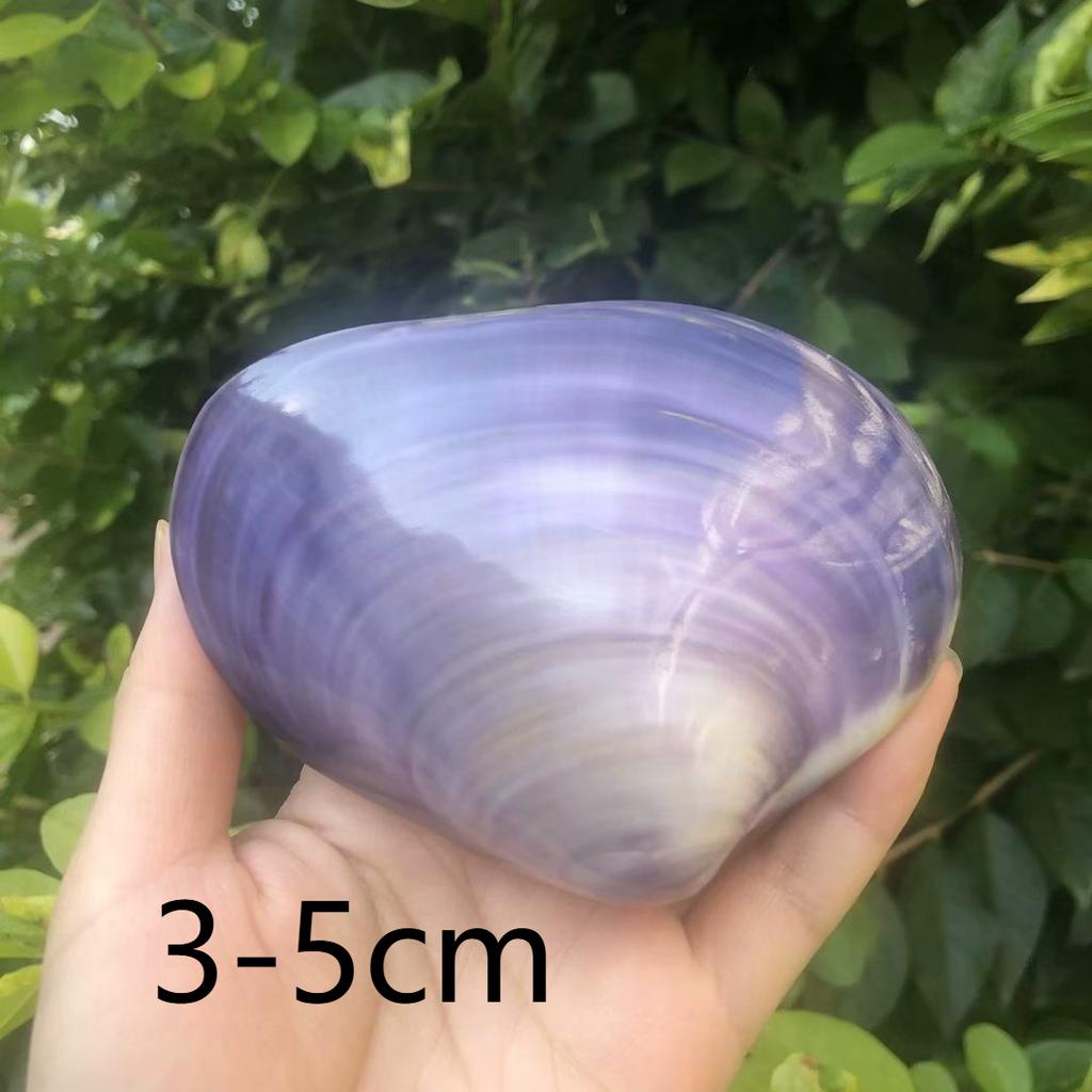Natural conch shells, seashells, pink seashells, purple clams, fish tank aquarium landscaping, home decorations, photography props, large