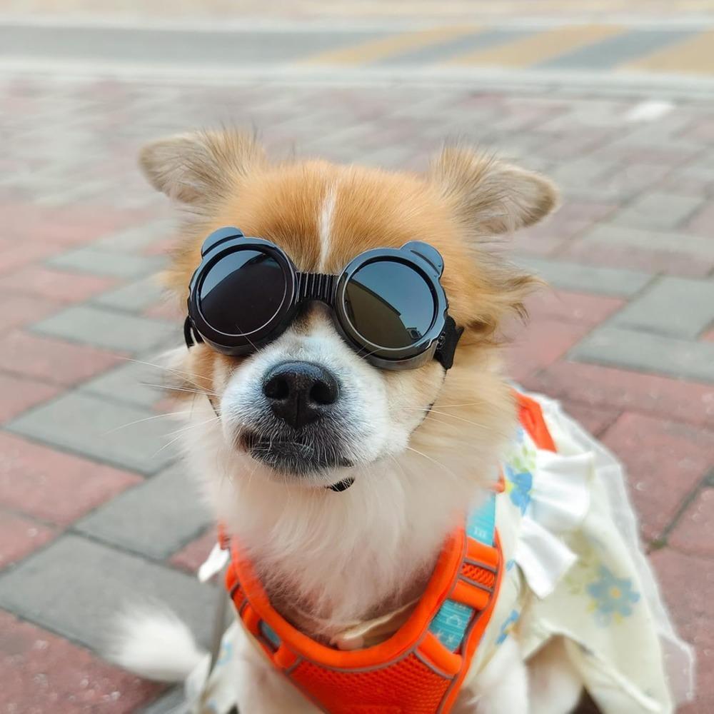 Pet Sunglasses Dog Goggles Waterproof Snow Windproof Small Dog Sunglasses Eyewears for Outdoor Travel Driving Riding Dog Goggles