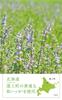 Natural Island Japanese Mint Refreshing Refreshing with an Invigorating Treats Stickiness and Made In Japan Shampoo, 400ml, Scent, Odor,