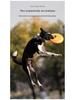 Frisbee Suave TPR Resistente a Mordiscos Meianju - Juguete Flotante Interactivo para Mascotas