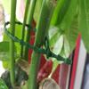Multi-Purpose Green Garden Fishbone Tie Belt