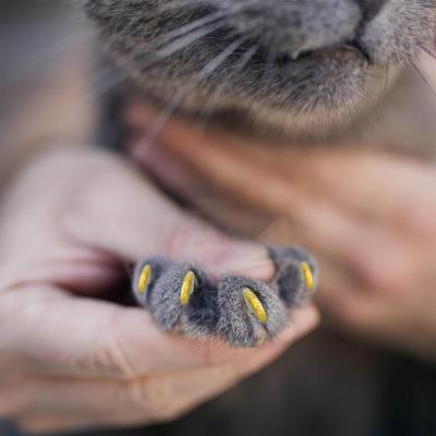 20 Stück Katzenkrallenabdeckungen, Haustierpfotenschutzabdeckungen Zubehör mit Applikatoren, Mode, Einfach