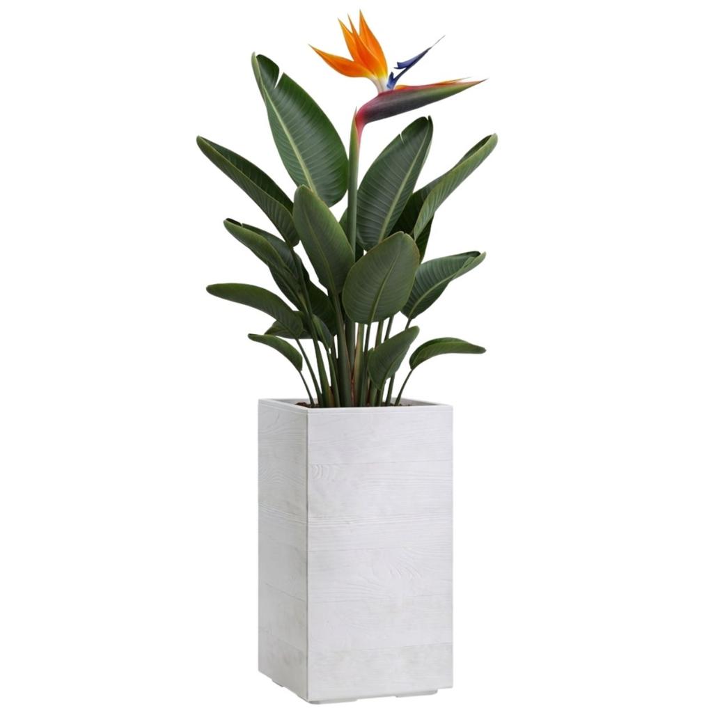 Set of Betonique Planters on Wheels, Post, Board, Cream, 2 pcs