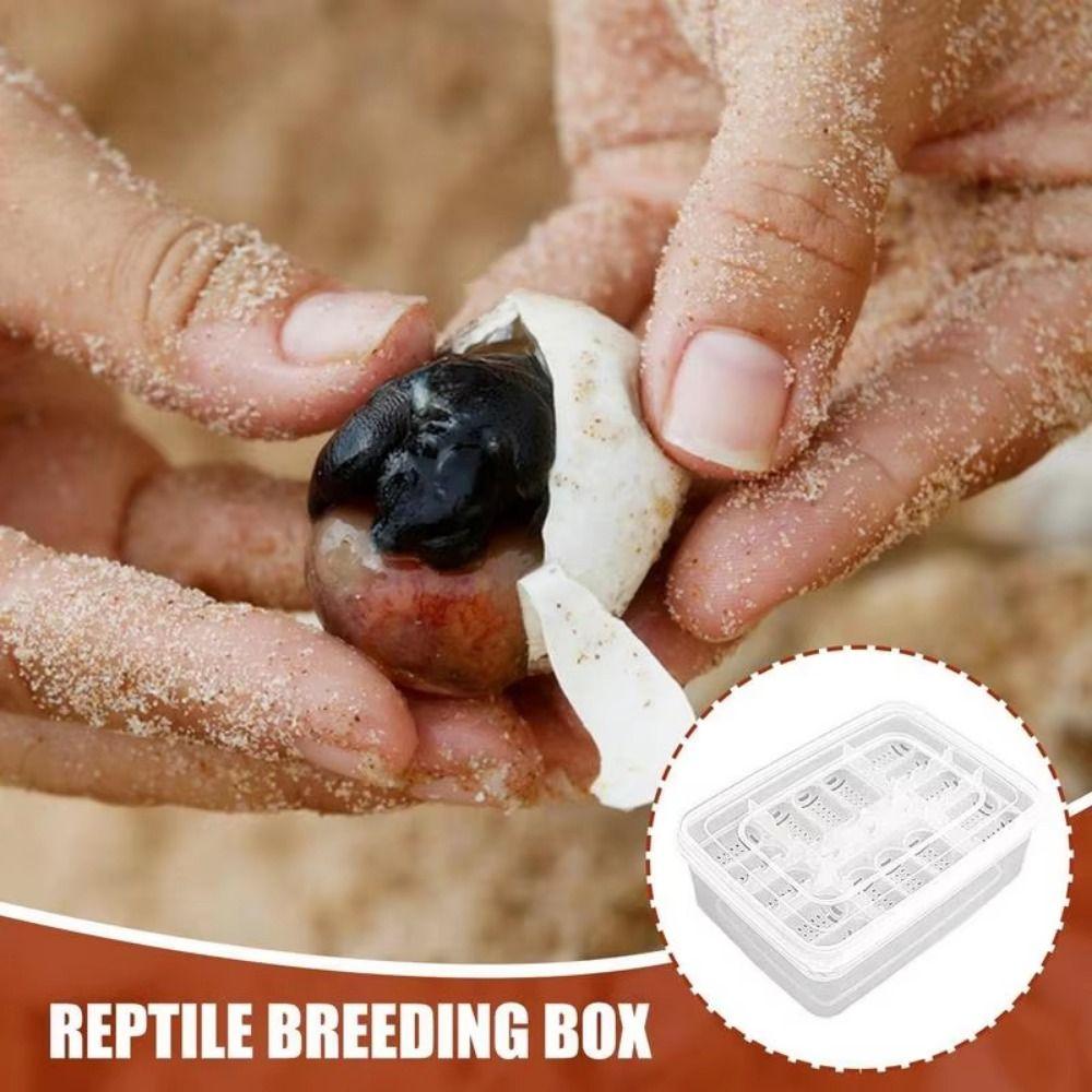 Transparent Turtles Egg Incubator Tray with Thermometer Crawler Incubation Case  Gecko