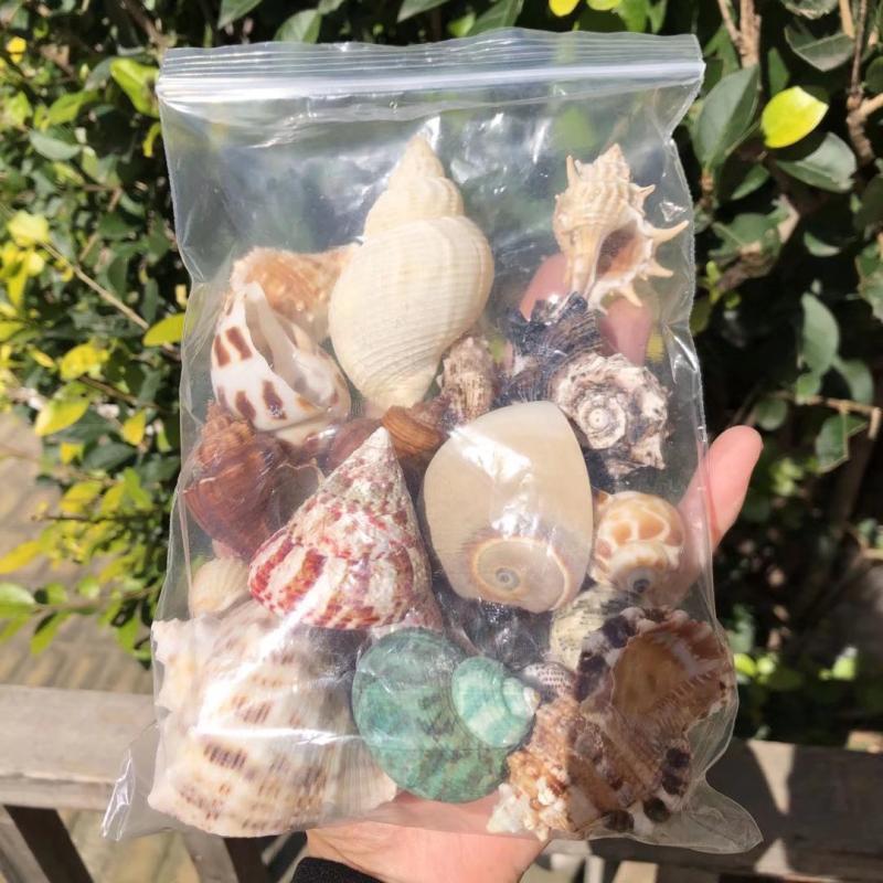 Natural Conch Seashells for Hermit Crabs - Free Shipping, Aquarium Decorations, Water Hardness Regulator