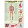 Hpm03 | Teachingnest | Blood Circulation Chart 70X100 Cm | English & Hindi Combined | Human Physiology Chart | Laminated | Wall Sticking [Wall Chart]
