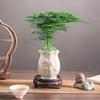 Asparagus Fern Indoor Bonsai: Easy-Care Evergreen for Home or Office Decor.