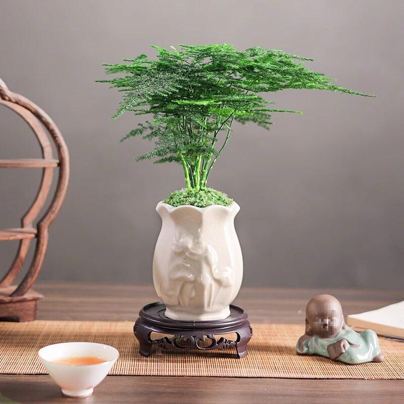 Asparagus Fern Indoor Bonsai: Easy-Care Evergreen for Home or Office Decor.