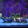 A Top Quality Aquarium Fish Tank Decorations Landscape Pirate Ship Wreck Ship Vintage Resin Design Boat Aquarium Accessorie Home
