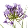 Hill Interiors Agapanthus Plant Pot