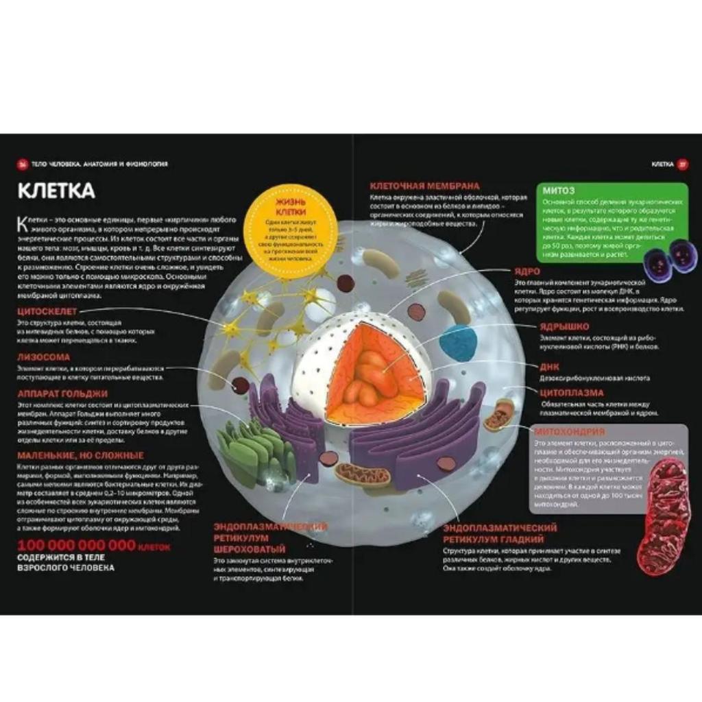 Kak rabotayet telo cheloveka. Dětská encyklopedie