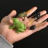 Butterfly Growth Cycle Action Figures Growth Cycle Model Life Cycle Figurine Simulation Animals