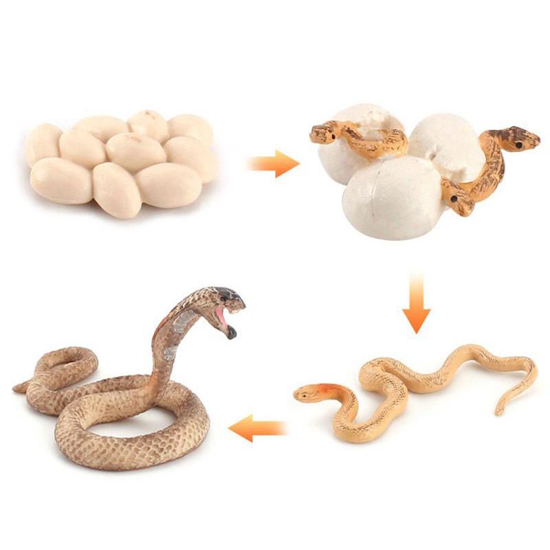 

Симуляция Твердая Черепаха Цыпленок Лягушка Животное Цикл Роста Монтессори Пособия Обучение Cobra