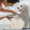 Professional Dog Grooming Trim Down Curved Stainless Steel Dog Haircut Trim Tools Round Tips Safety Pet Precision Trimming