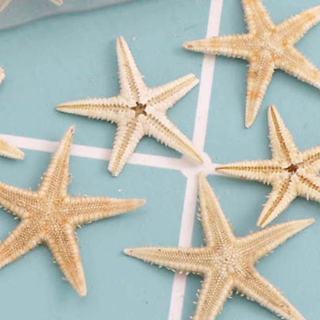 Natural Starfish Sea Star Seashells Beach Shells Crafts Wedding DIY Decor