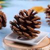 Boxed Dyed White Pine Cone Christmas Decoration Kit for Kids
