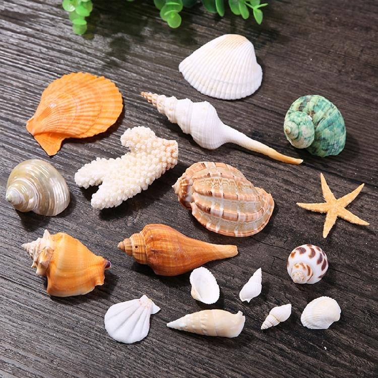 Beach Seashells Decoration Starfish Sea Snail Coral Ornament for Wedding Party