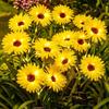 6 Head Solar Powered Sunflower LED Garden Light Luminous Pole Lawn Landscape Night Lamp Outdoor Yard Patio Decorative Lighting
