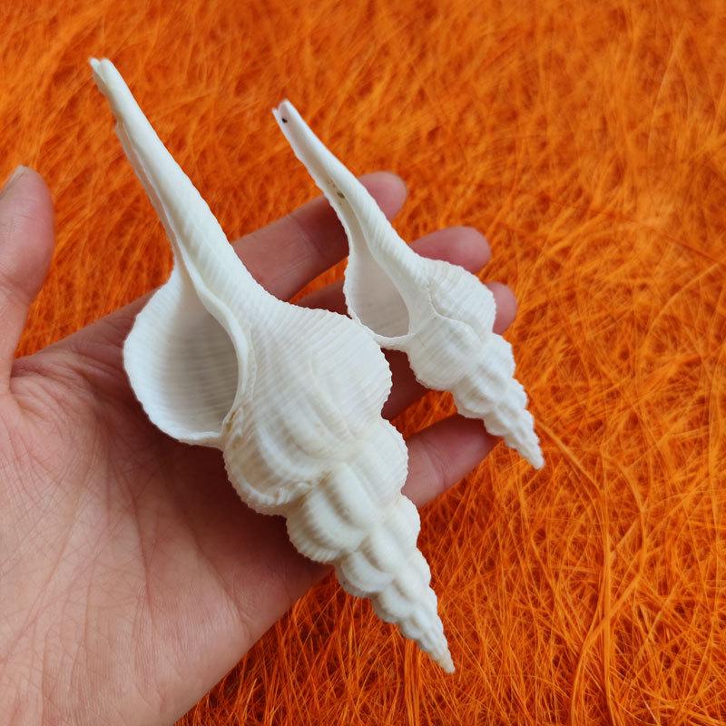 

3D DIY Natural Conch Seashell Ornaments: Ancient Style Spiral Shell Props