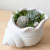 Muschel-Aufbewahrungsbox im Meeresdesign 3D-gedruckter Schreibtisch-Blumentopf Kreativer Mini-Pflanztopf für die Küche