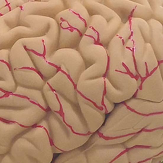 Menschliches Gehirnmodell Simulation 8-teilig PVC Lebensgroß Anatomie Lehrmittel für Klassenzimmer