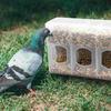 Transparent Pigeon Feeding Box ABS Bird Food Container Durable Auto Bird Hanging Box  Garden Decor