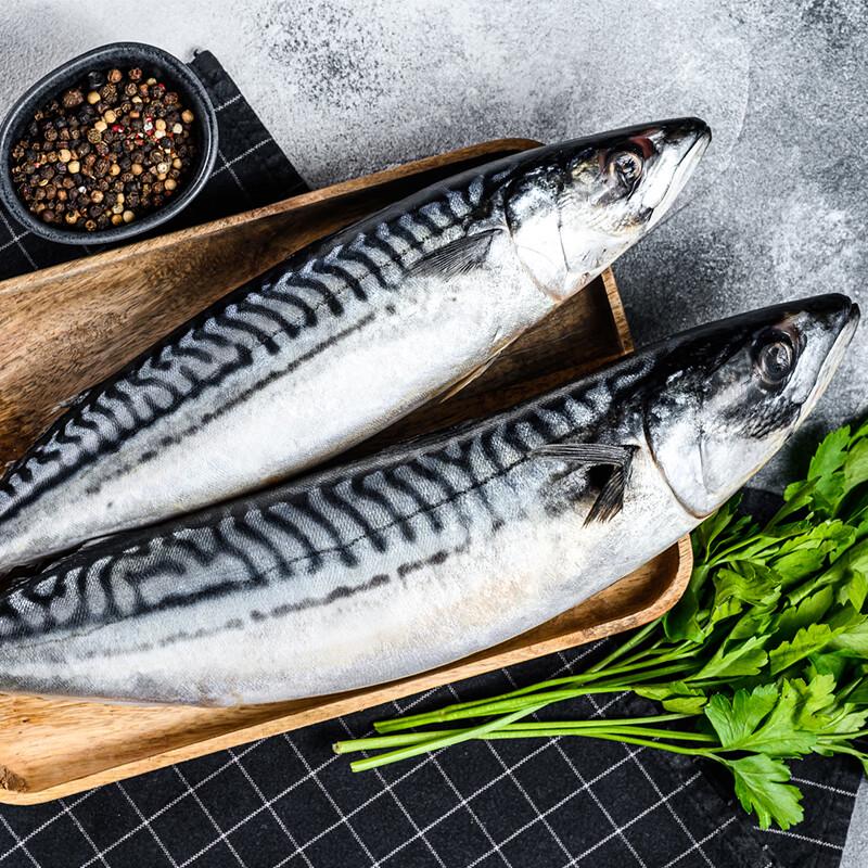 Lightly Salted Norwegian Mackerel