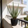 Sztuczna Aloes w Doniczce, 45 cm Wysokości, Zielony, Jak Żywa Dekoracja