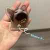 Fashion Greedy Cat Shaker Pendant Keychain Simple Purse Bag Pendant Car Keyring
