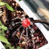 80Pcs Adjustable Irrigation Drippers 8 Hole Sprinklers Emitter Garden Micro Drip Irrigation System Balcony Yard Watering Nozzle
