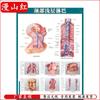 Human Body Internal Organ Anatomy Chart Set