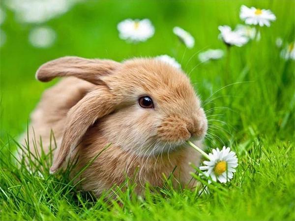 5D Diy Diamond Painting Mosaic Rabbit Daisy Full Square/Round Embroidery Animal Grass Home Decor