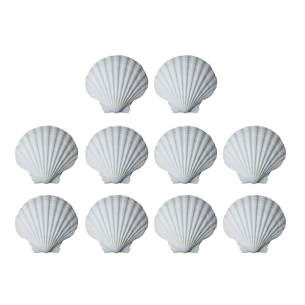 10pcs DIY White Seashells Perfectly For Handcrafting And Painting Activities For Kids And Adults House Decoration