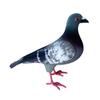 Légère Variation de Lot Pigeon Réaliste Pigeon en Mousse Apparence Réaliste