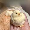 Superior-Grade Yellow-Shaded Chick Premium-Quality Squishy Top-Grade Squeeze High-Standard Toy Youngsters Superior-Grade Adult Superior-Grade Pop
