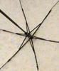 Tea AfternoonTea LIVING Folding Umbrella JM94 Small Flower Clear Folding Umbrella Rain Umbrella Yellow [Afternoon Living]