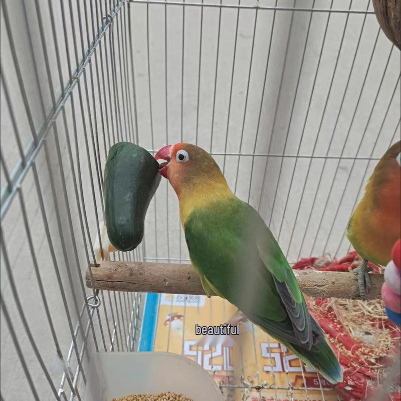 Plastová vidlička na ovoce pro krmení andulky - Hračka a doplněk do klece pro papoušky pivoňkové