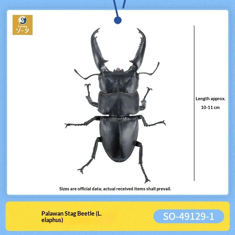 Sota Simulation Insect Model Giant Stag Beetle Palawan Sumatran Biological Illustration Collectible Figurine With Display Stand