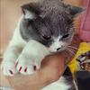 Pet Supplies Pet Pet Nail Caps for Dogs Cats Anti-Scratch Silicone Toe Claw Covers Decor Set