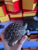 Ebony Money Turtle Wooden Figurine - Handcrafted Home & Office Decor Ornament
