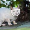 Cat Muzzle Anti Bite Cat Face Protection For Nail Trimming Transparent Kitten Mouth Guard Helmet Pets Supplies