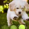 3 Stück Hunde Tennisball Kausicheres Spielzeug Naturkautschuk Apportierball Hüpfendes Interaktives Haustierspielzeug für Aggressive Kauer
