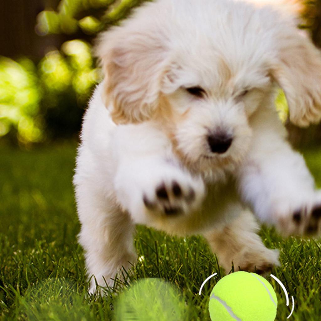 3 Stück Hunde Tennisball Kausicheres Spielzeug Naturkautschuk Apportierball Hüpfendes Interaktives Haustierspielzeug für Aggressive Kauer