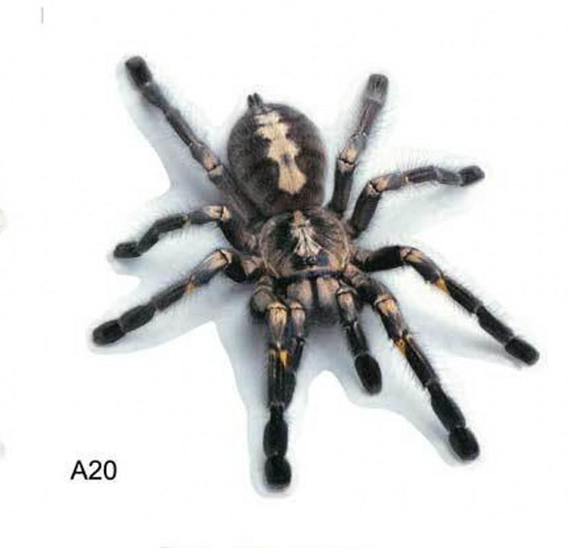 New Three-dimensional Car Sticker Spider Gecko Animal Simulation Car Tail Sticker Realistic Modification Creative Decor