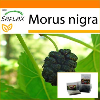Garden in the Bag – Schwarze Maulbeere – 200 Samen – Mit Substrat im passenden Standbeutel – Morus nigra