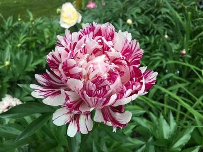 5 Semi Di Peonia PINK AND WHITE"-SEMI FRESCHI