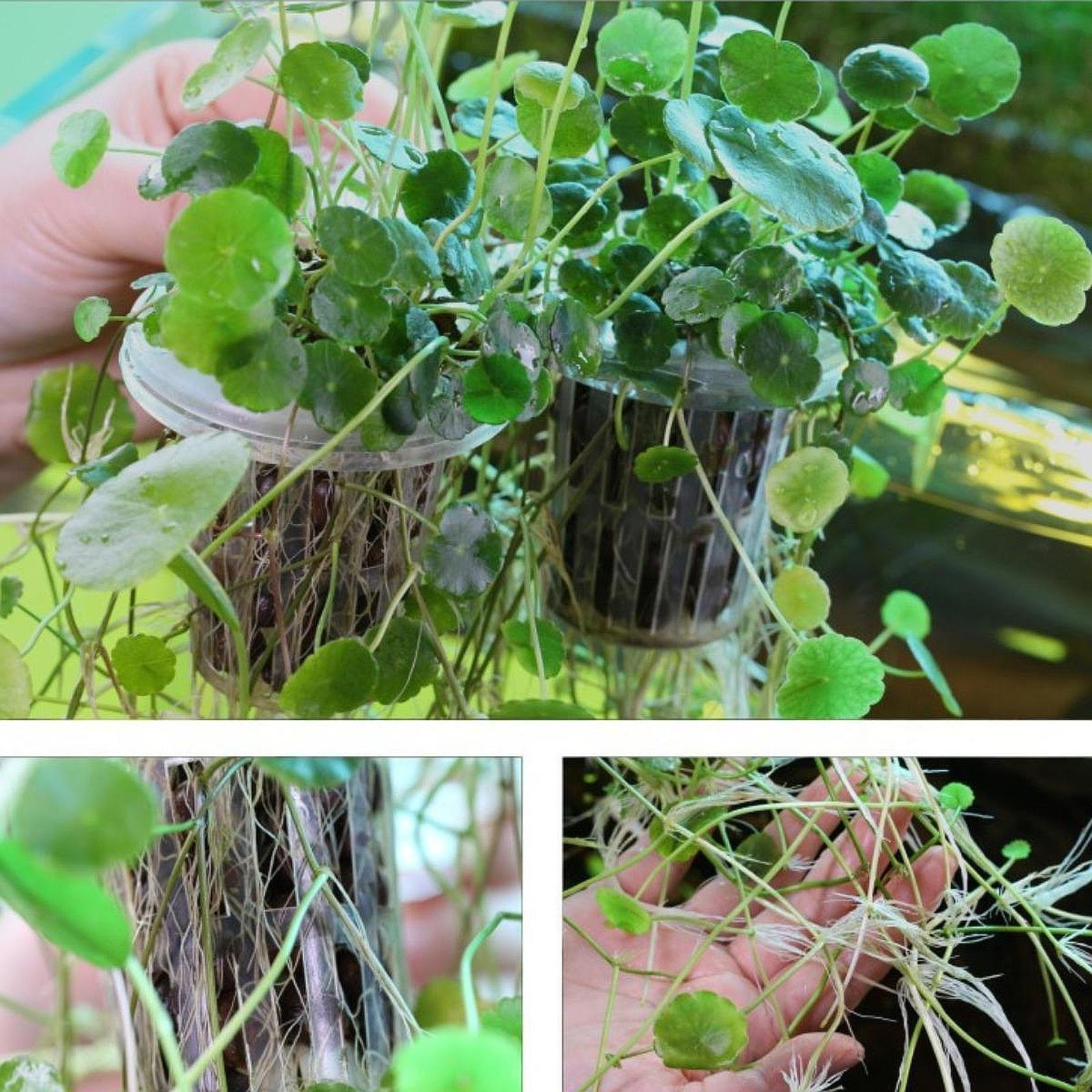 

Аквариумный контейнер для растений с 2 чашками, аксессуар для аквариума, обновление декора Adjustable