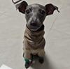 Soft Warm Pet Dog Sweater Pajamas,Winter Puppy Hoodies - 4 Legs & Belly Covered,High Quality Sweaters For Whippet Greyhound